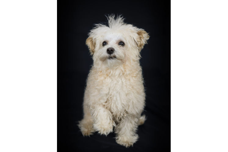 Best Maltipoo Baby