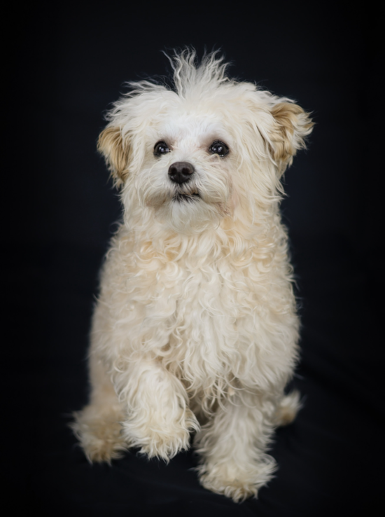 Maltipoo Pup