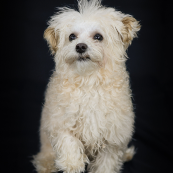 Maltipoo Pup