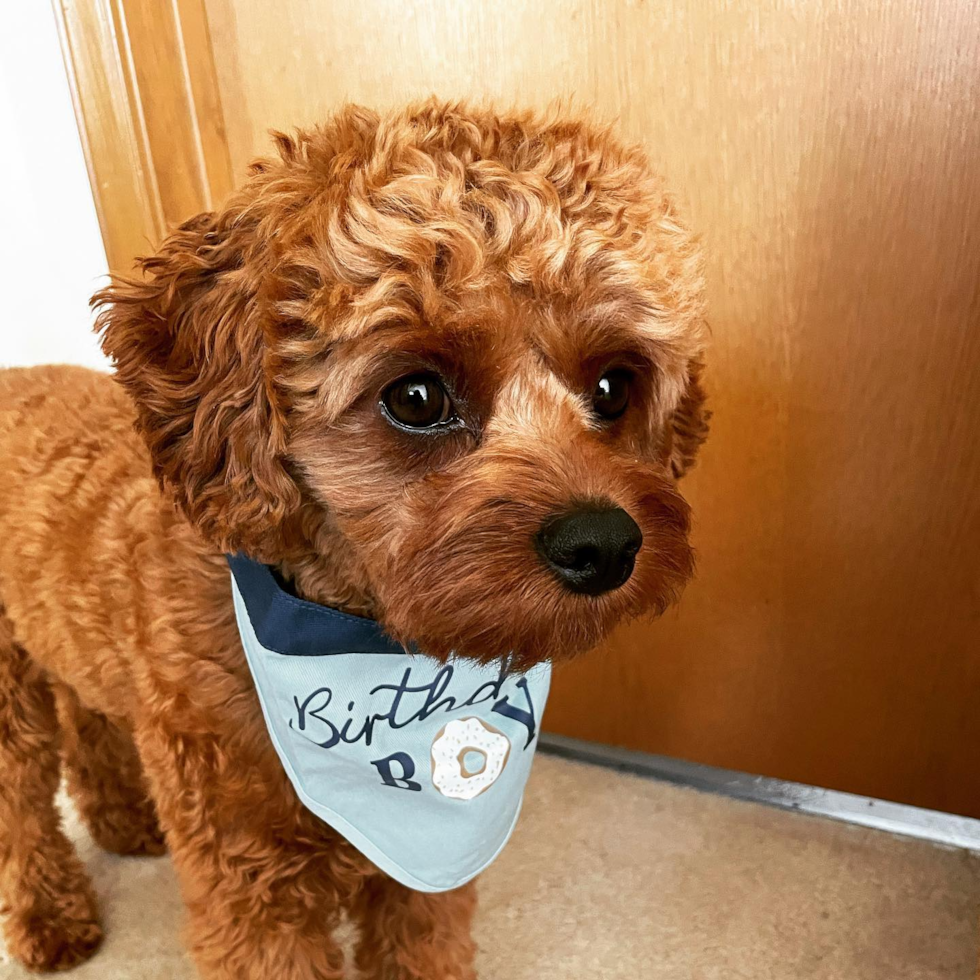 Fluffy Cavapoo Poodle Mix Pup