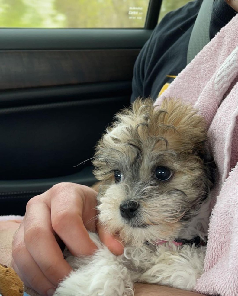 Havanese Being Cute