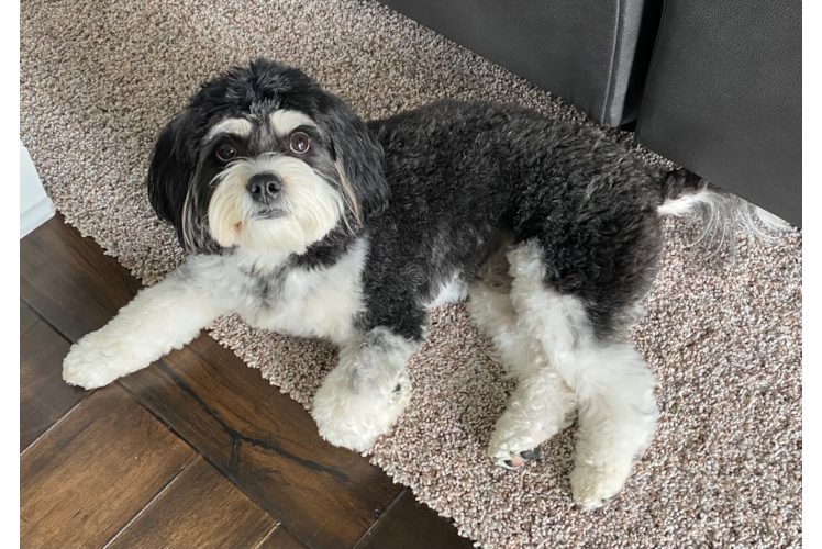 Friendly Cavachon Baby