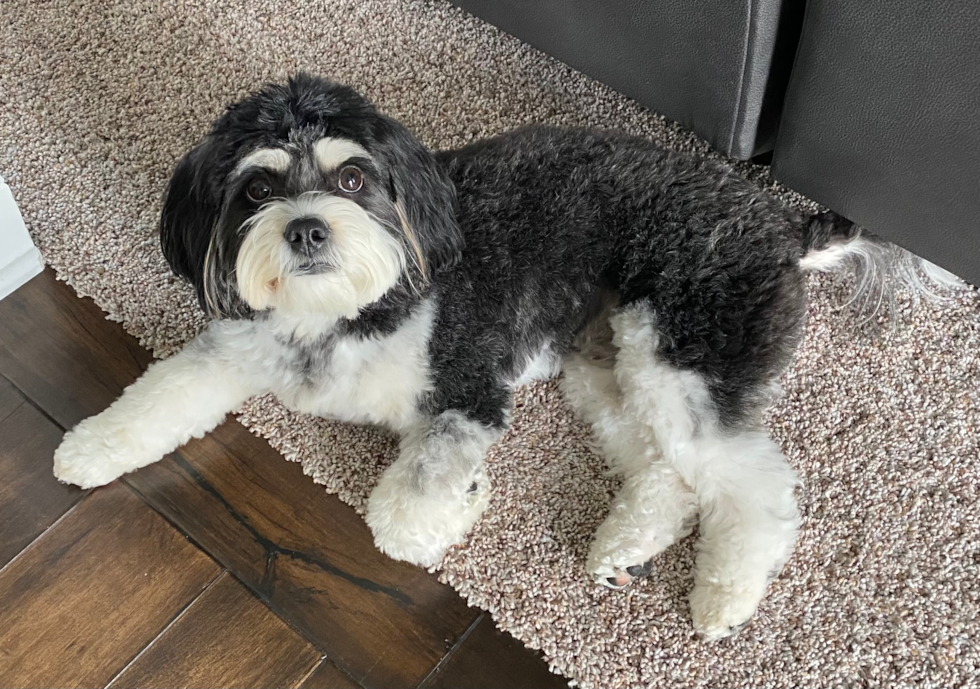 Cavachon Being Cute