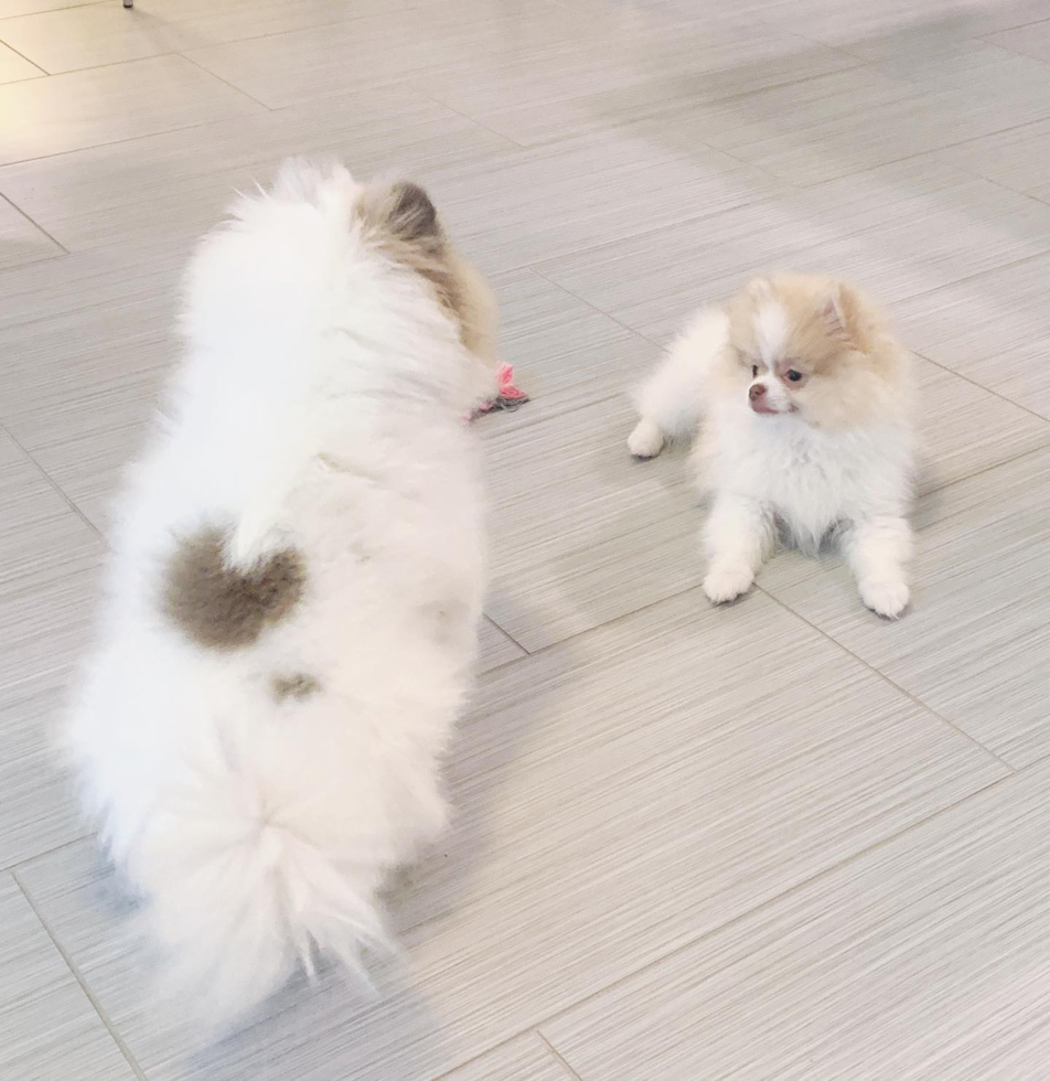 Fluffy Pomeranian Purebred Pup