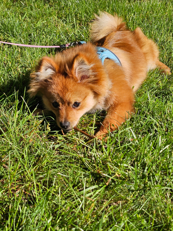 Sweet Pomeranian Pup in