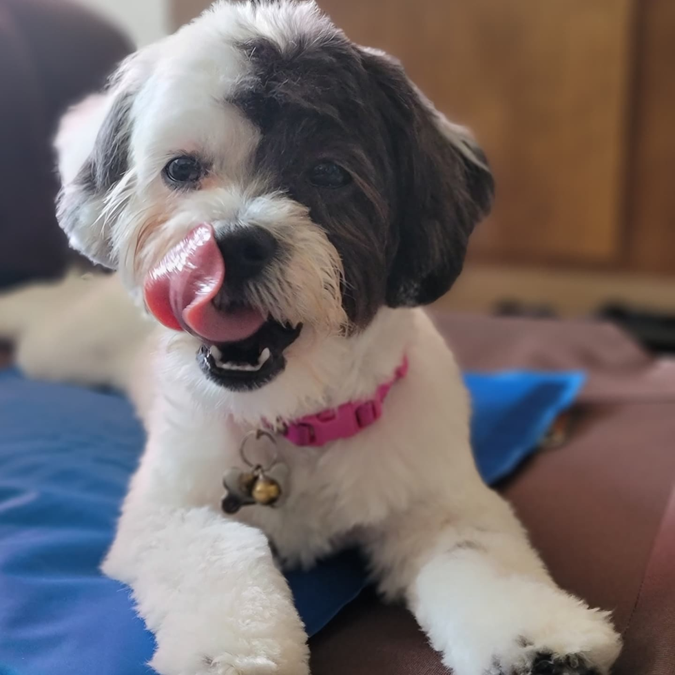 Friendly Teddy Bear Pup