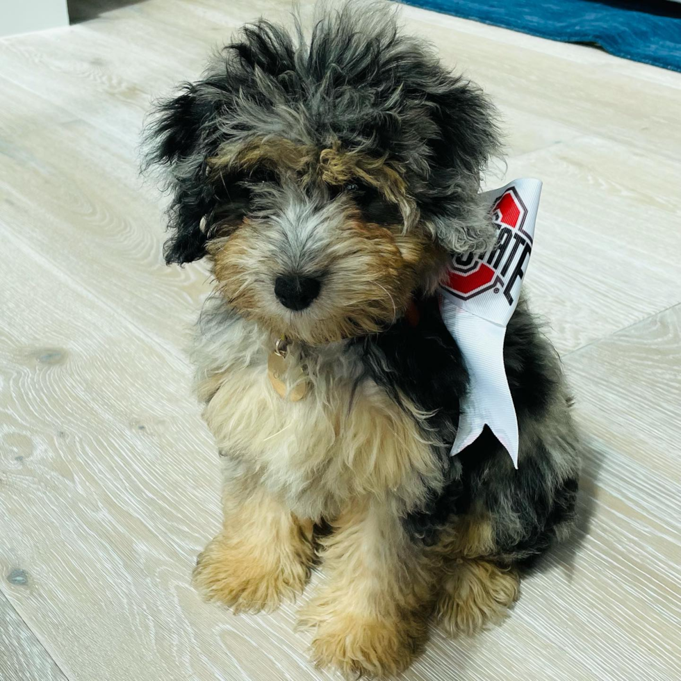 Volente Mini Aussiedoodle Pup