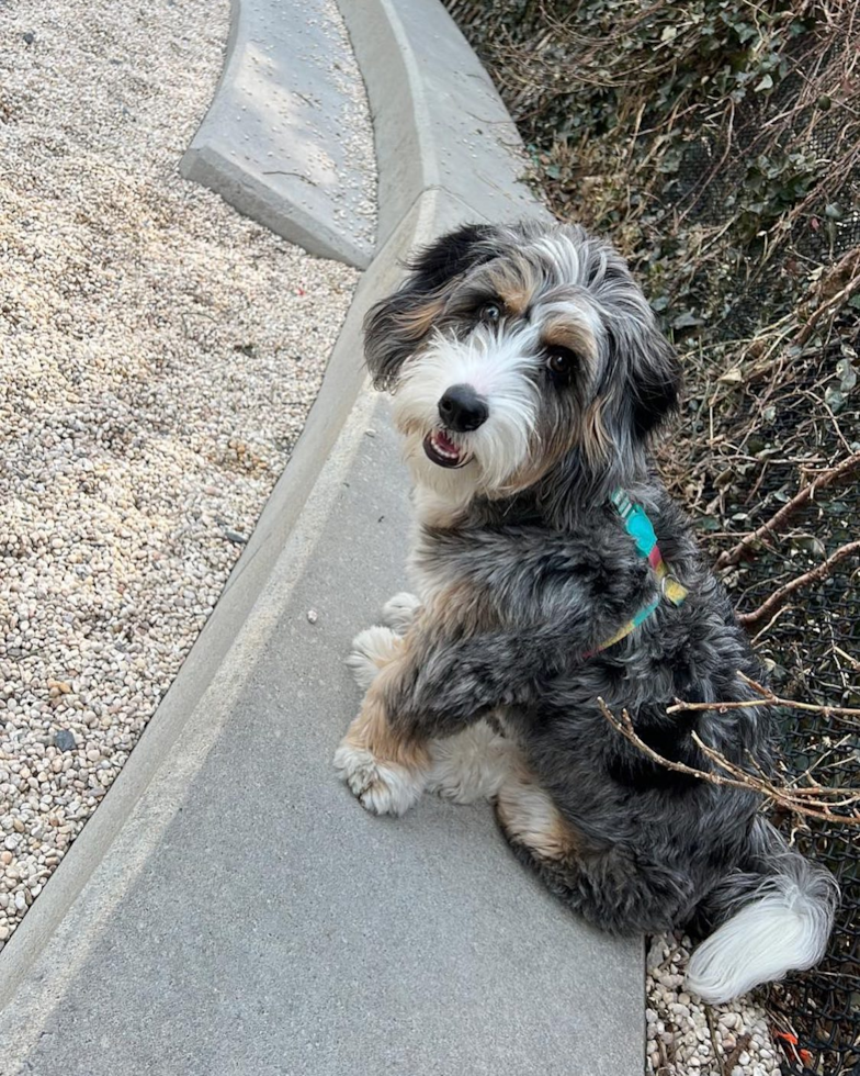 Energetic Mini Berniedoodle Poodle Mix Pup