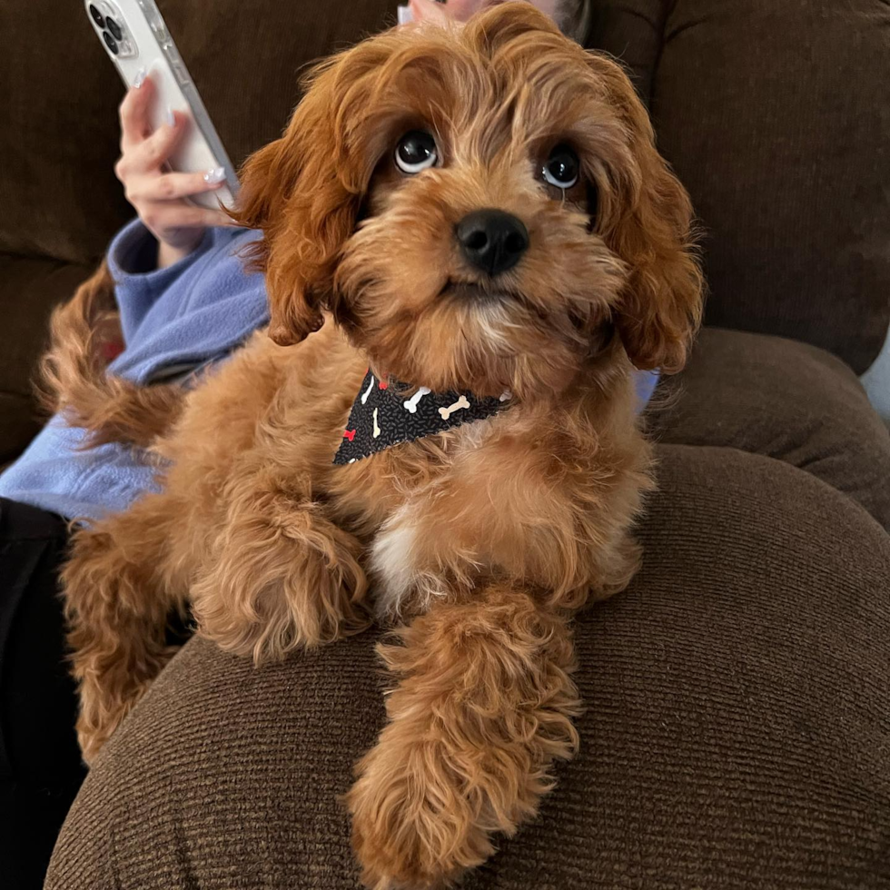 Funny Cavapoo Poodle Mix Pup