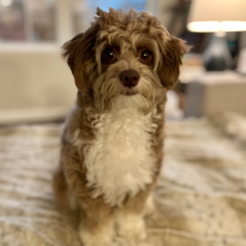 Mini Aussiedoodle Being Cute