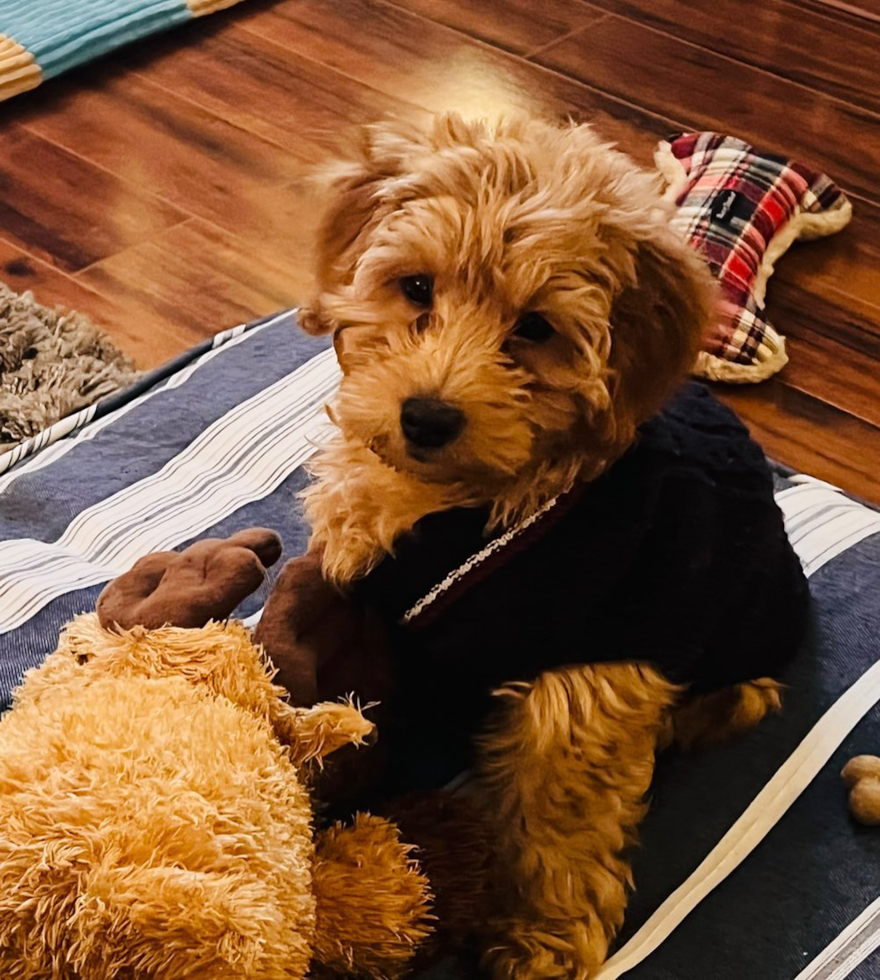 Popular Mini Goldendoodle Poodle Mix Pup