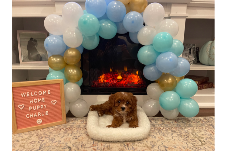 Cavapoo Puppy for Adoption