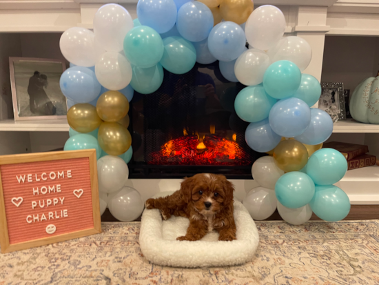 Petite Cavapoo Poodle Mix Pup