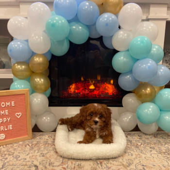 Petite Cavapoo Poodle Mix Pup