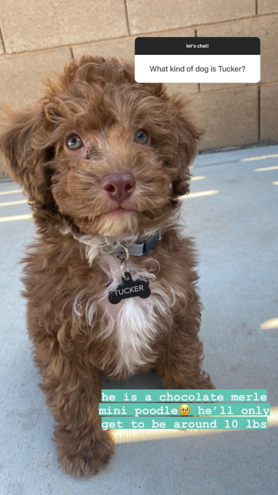 Clovis Poodle Pup