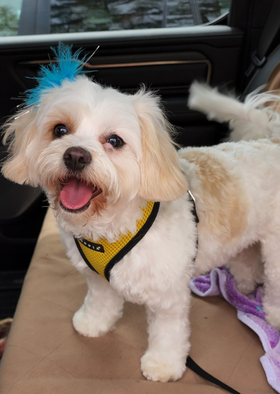 Happy Cavachon Pup in Chesapeake VA