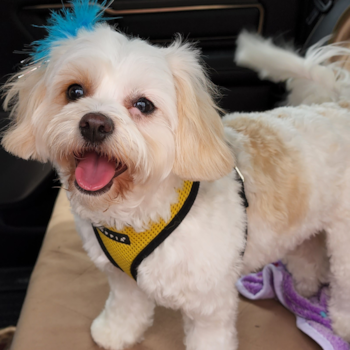 Happy Cavachon Pup in Chesapeake VA