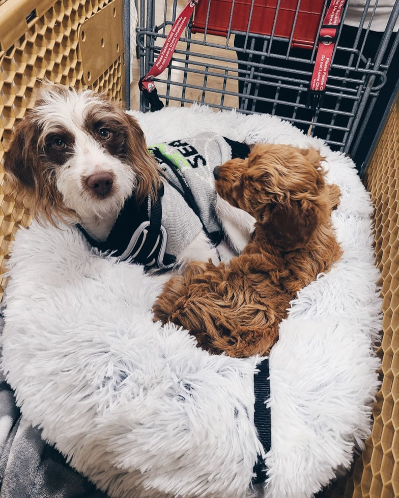 Small Mini Labradoodle Pup in Sparks NV