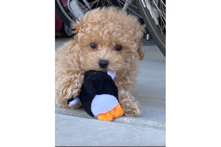 Small Maltipoo Baby