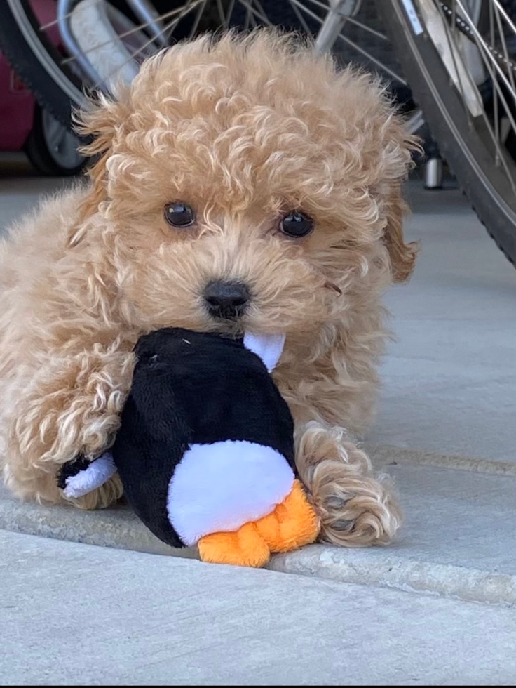 Cute Maltipoo Pup