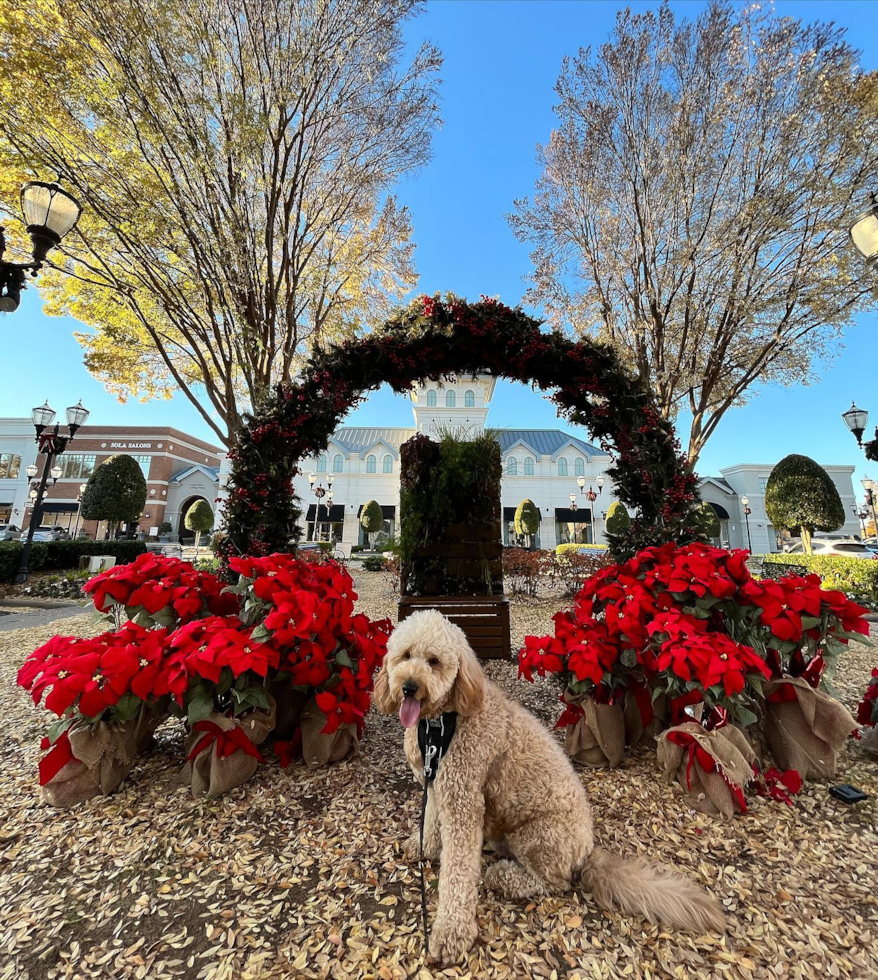 Funny Mini Goldendoodle Poodle Mix Pup