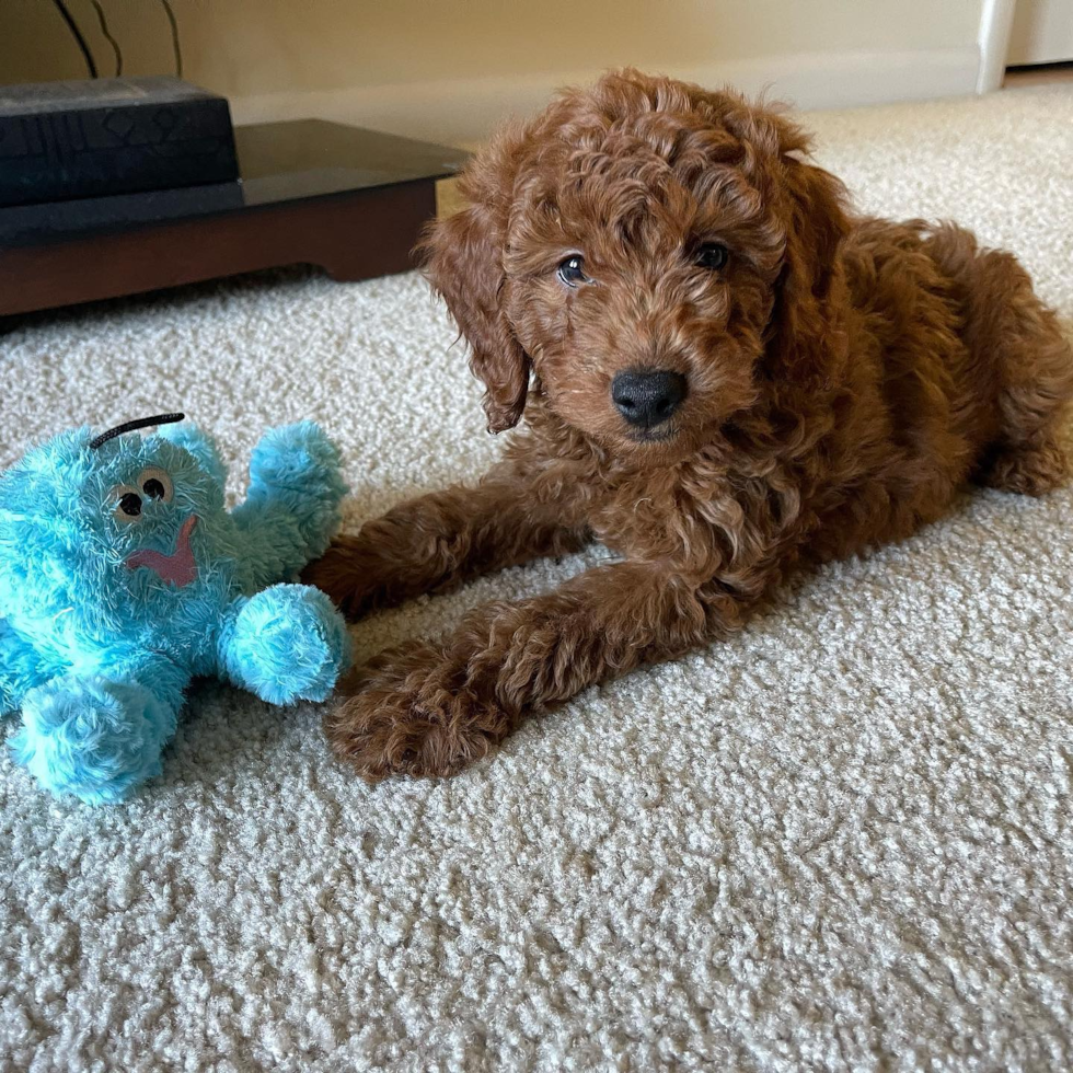 Adorable Golden Retriever Poodle Mix Pup