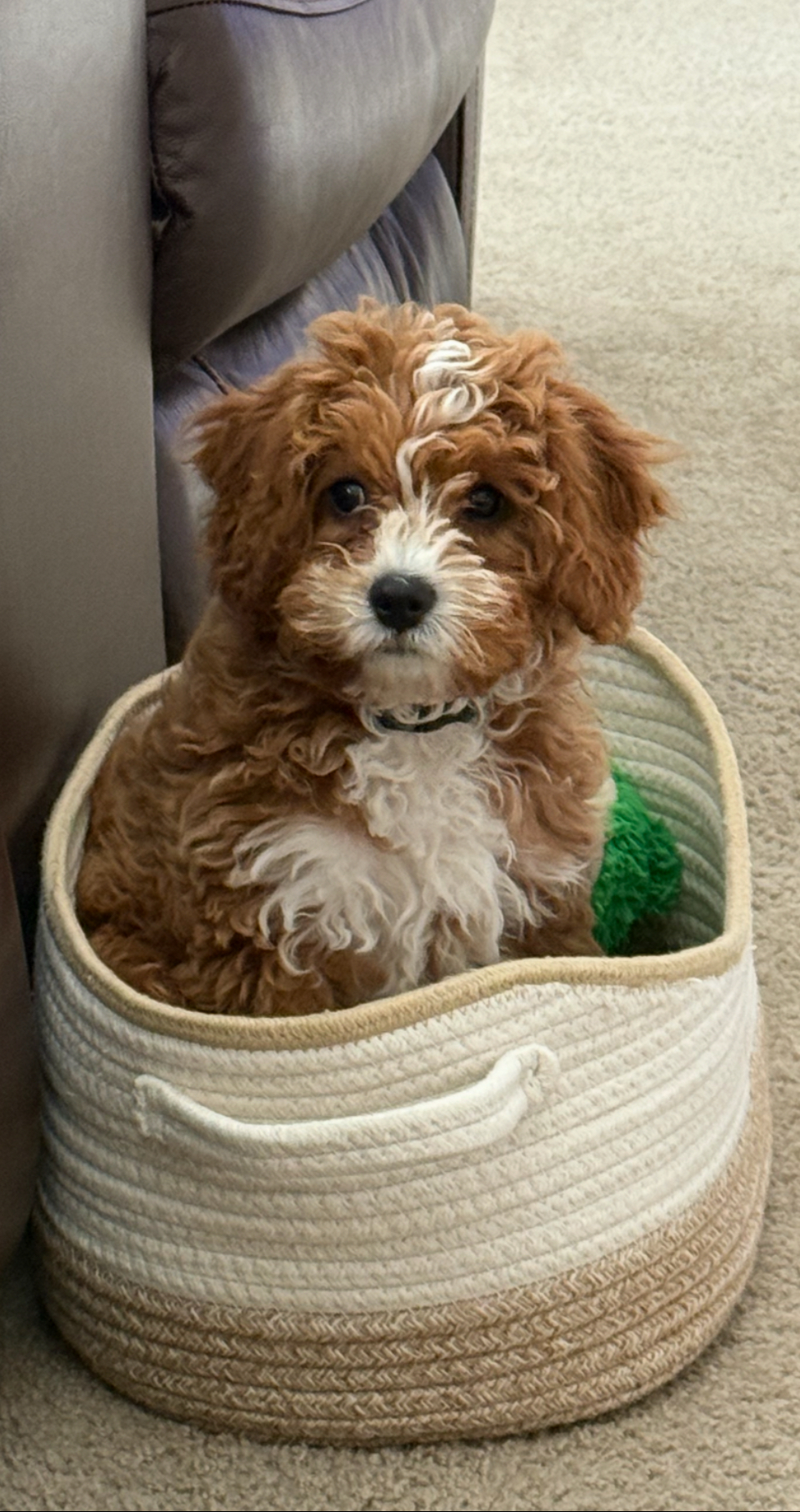 Photo Gallery: Beautiful Cavapoo Pictures - Premier Pups