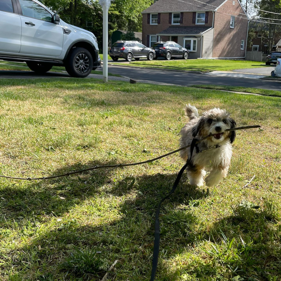 Cute Aussiechon Pup in Springfield PA