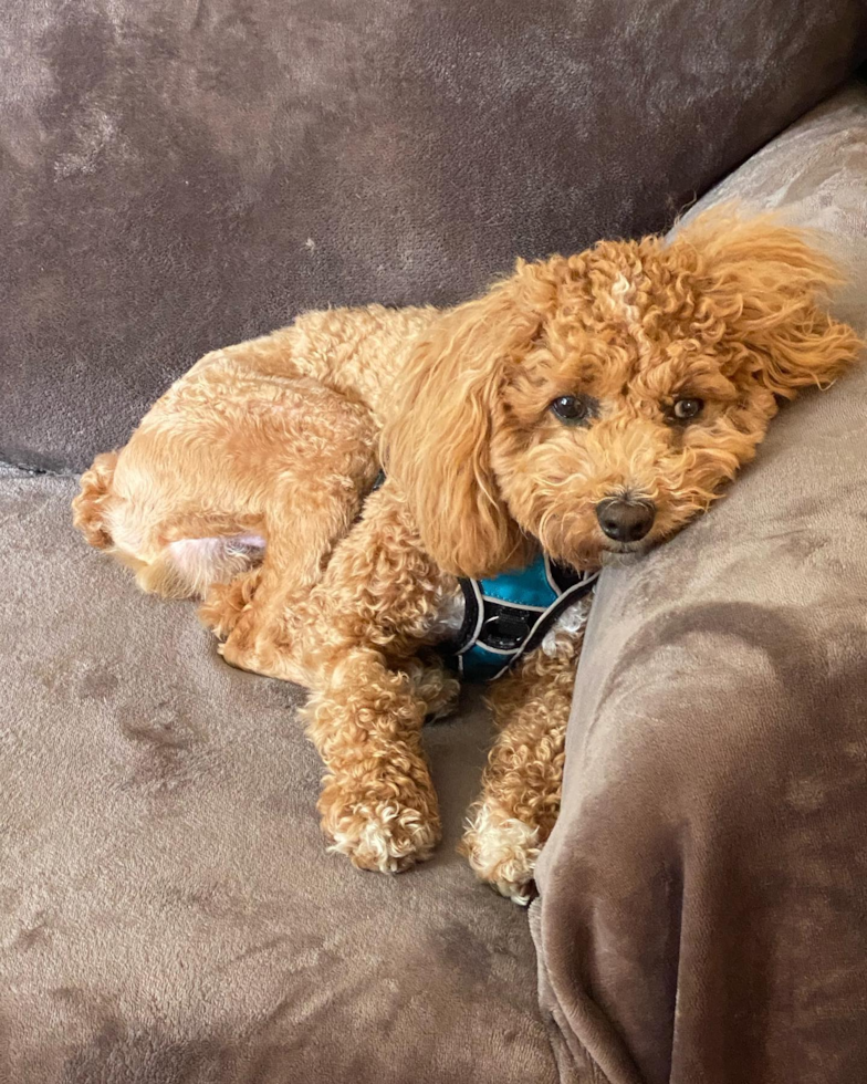 Playful Poodle Purebred Pup