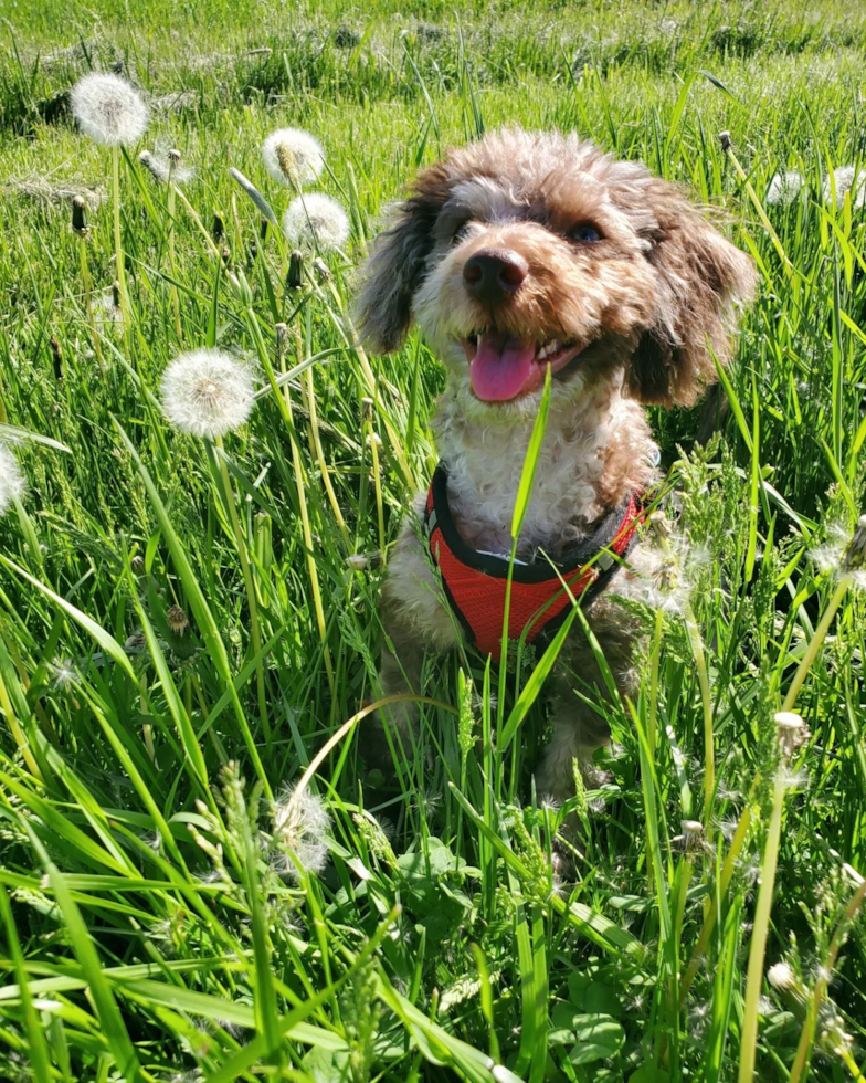 Friendly Mini Labradoodle Pup