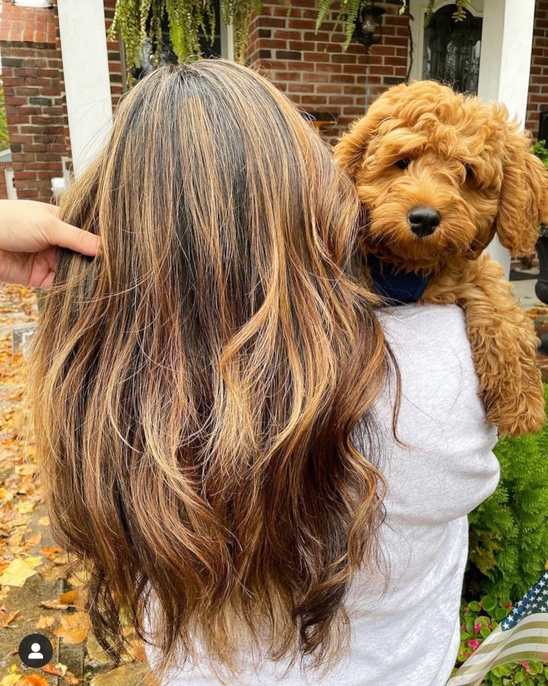 Mini Goldendoodle Being Cute