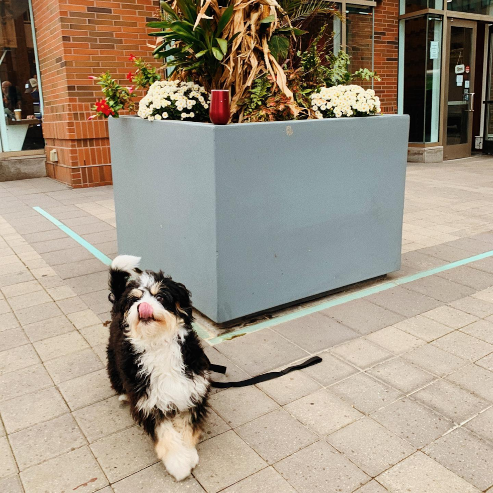 Mini Bernedoodle Being Cute