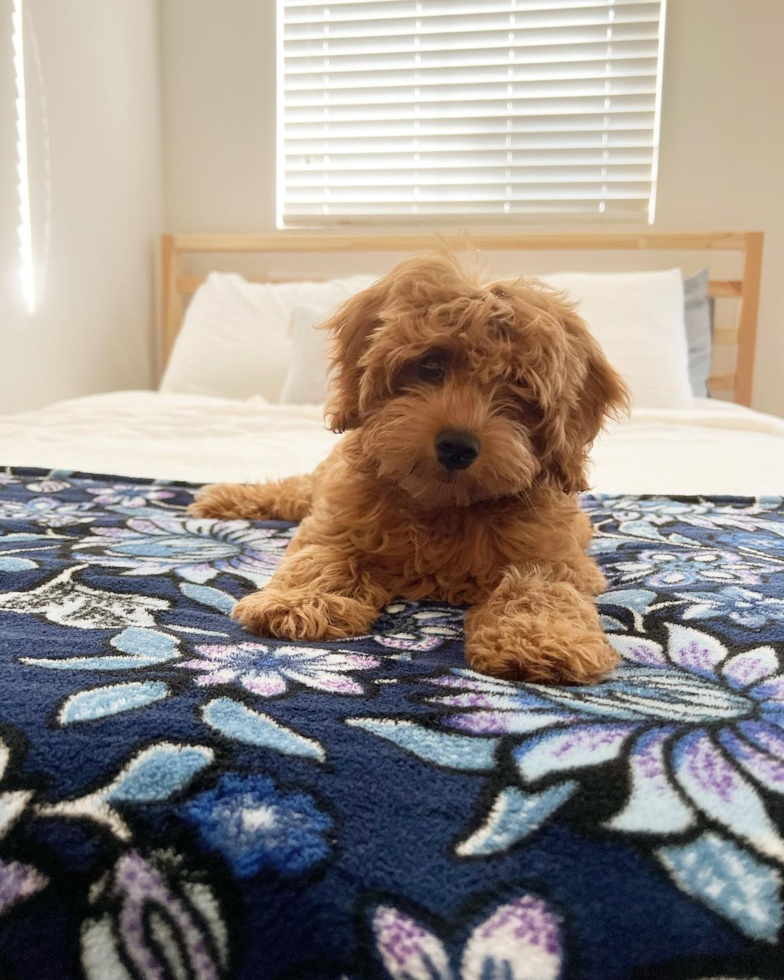 San Diego Mini Goldendoodle Pup