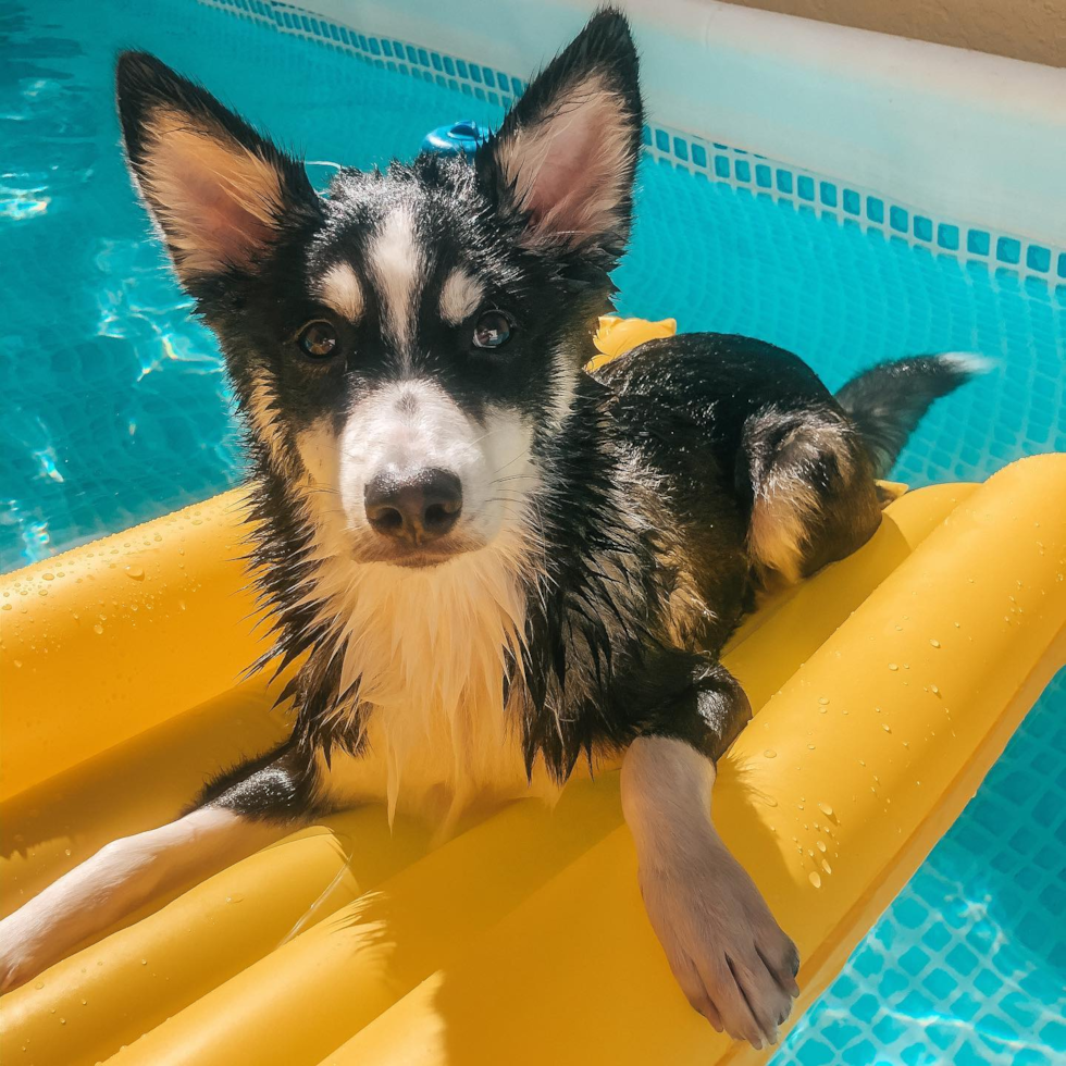 Pomsky Being Cute