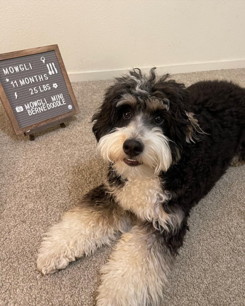 El Cerrito Mini Bernedoodle Pup