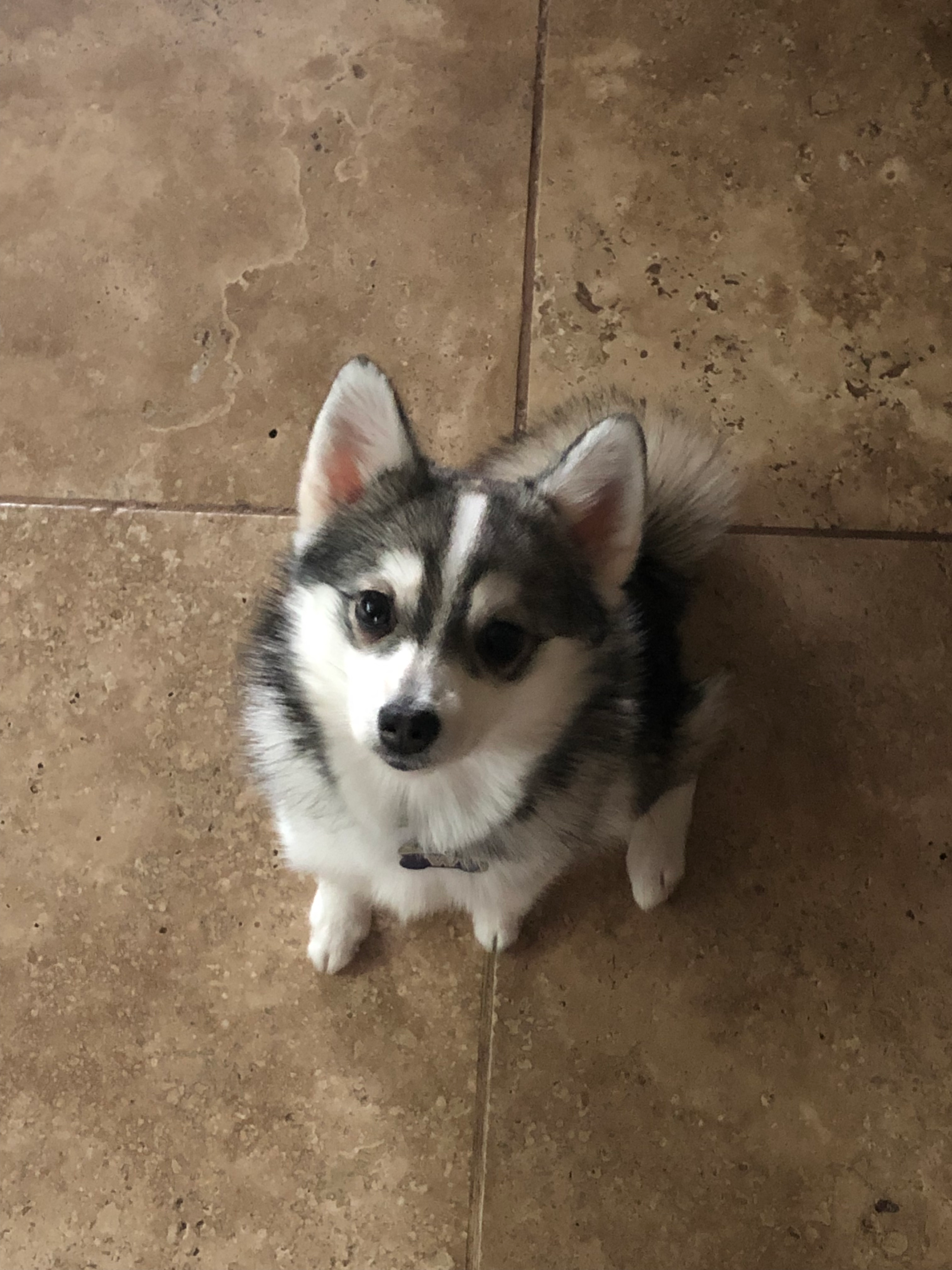 Pomsky Puppy for Adoption
