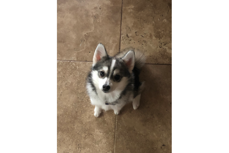 Pomsky Puppy for Adoption