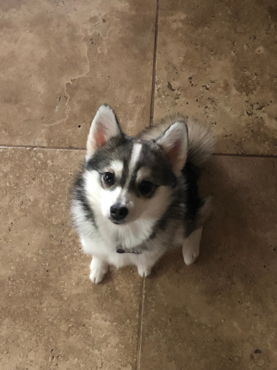 Seattle Pomsky Pup