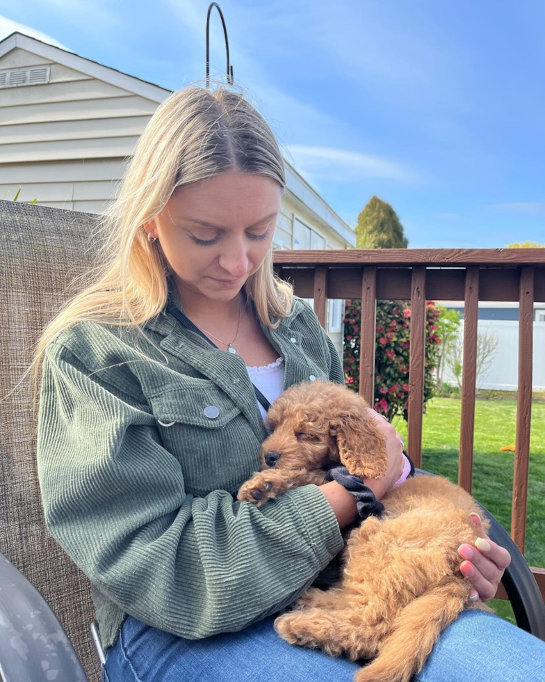 Hypoallergenic Golden Retriever Poodle Mix Pup