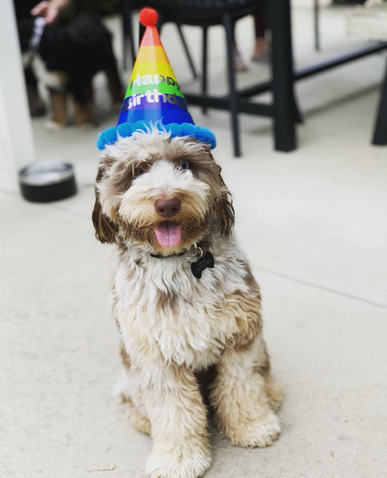 Cute Mini Aussiedoodle Pup in Encino CA