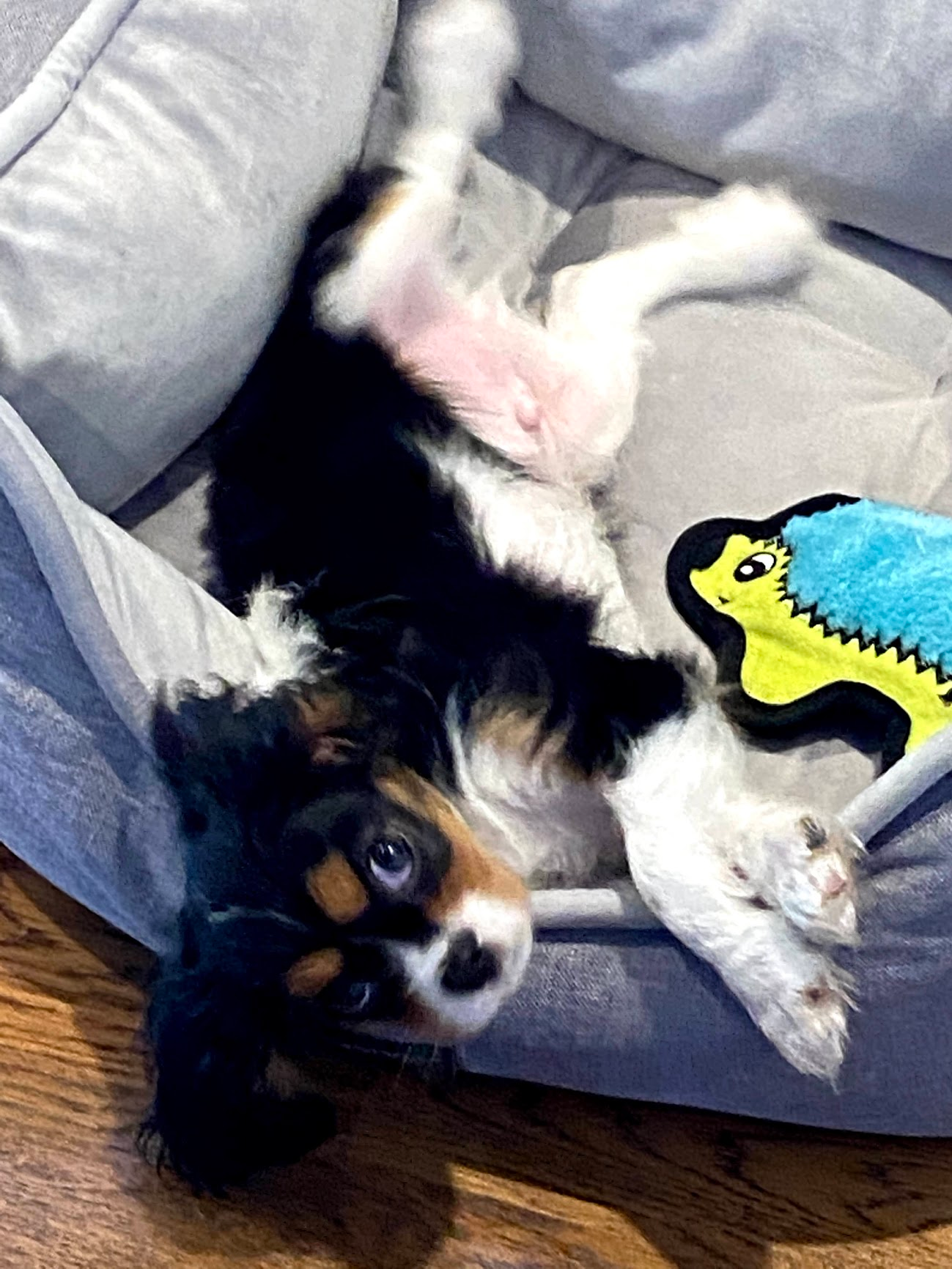 Fluffy Cavalier King Charles Spaniel Purebred Puppy