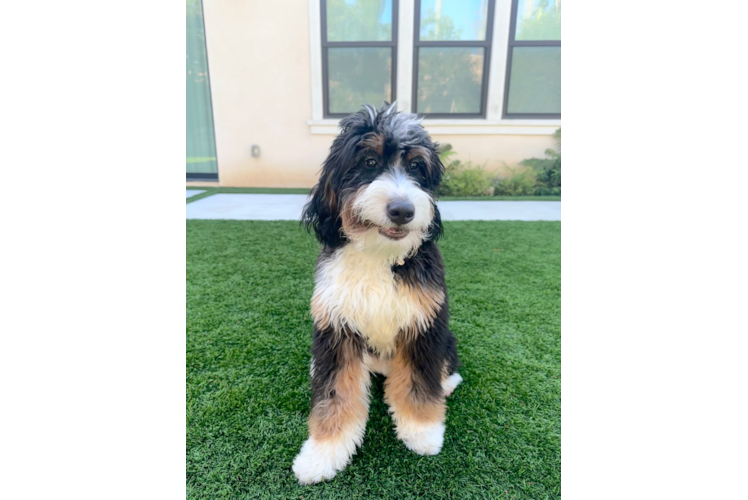 Best Mini Bernedoodle Baby