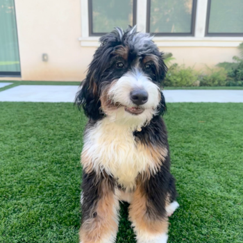 Happy Mini Bernedoodle Pup in