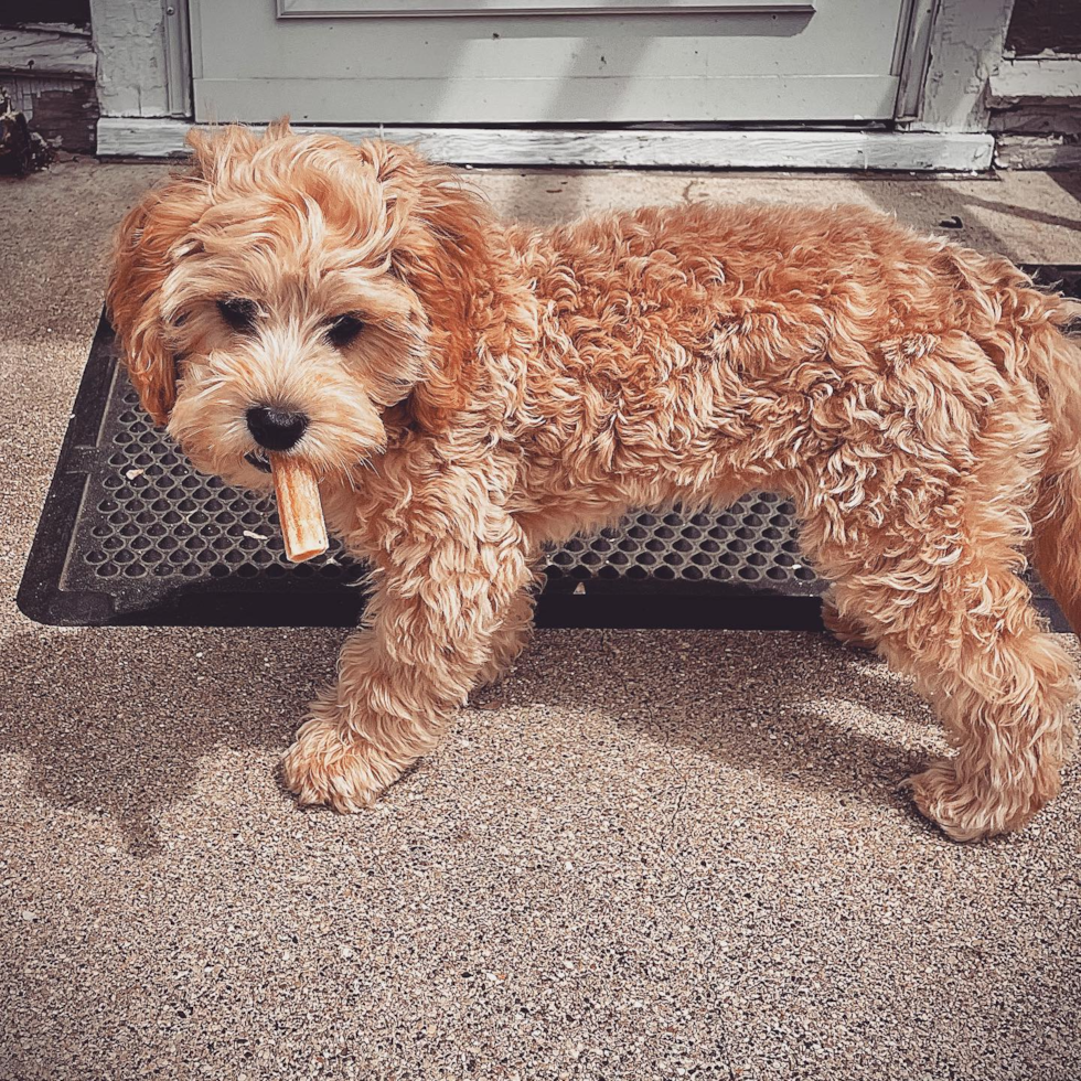 Fluffy Cavapoo Poodle Mix Pup