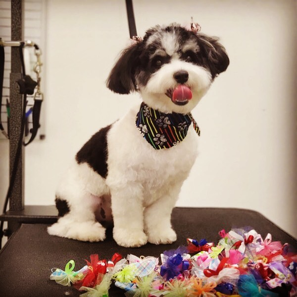 Aussiechon Puppy for Adoption