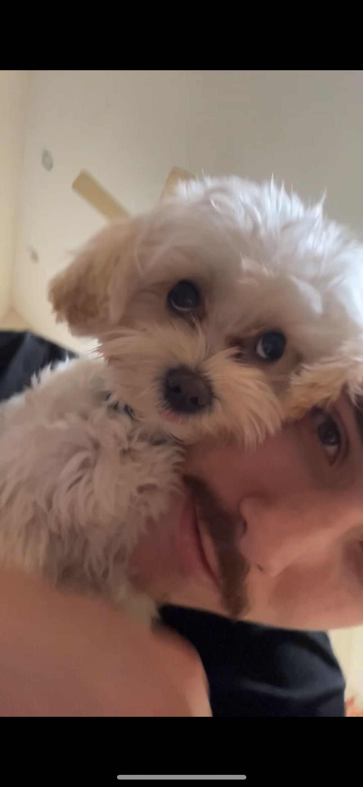 Maltipoo Puppy for Adoption