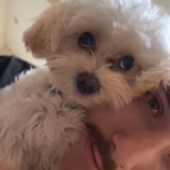 Maltipoo Pup