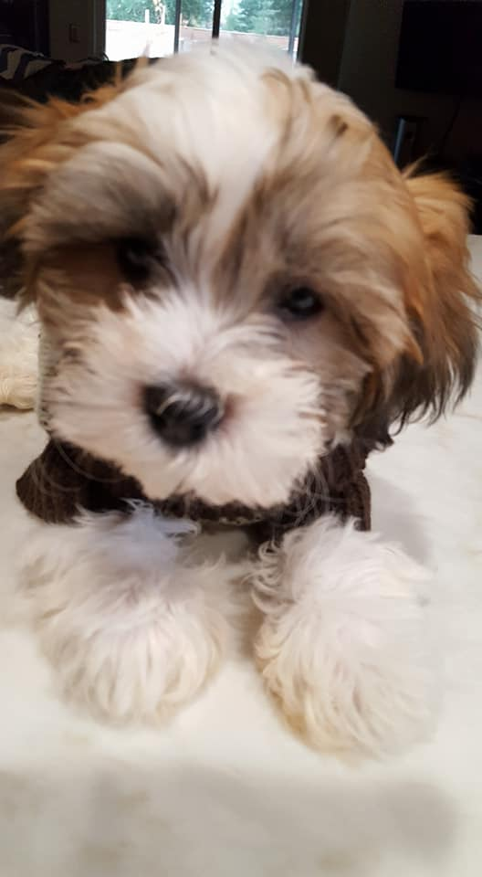 Teddy Bear Puppy for Adoption