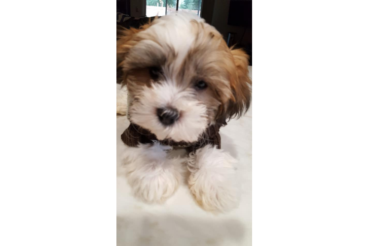 Teddy Bear Puppy for Adoption