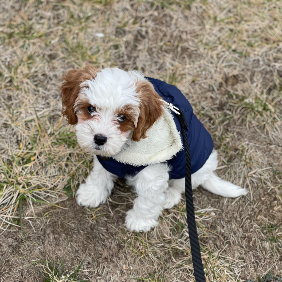 Cavapoo Being Cute